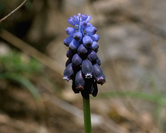  Muscari  grappe  vue de la fleur 