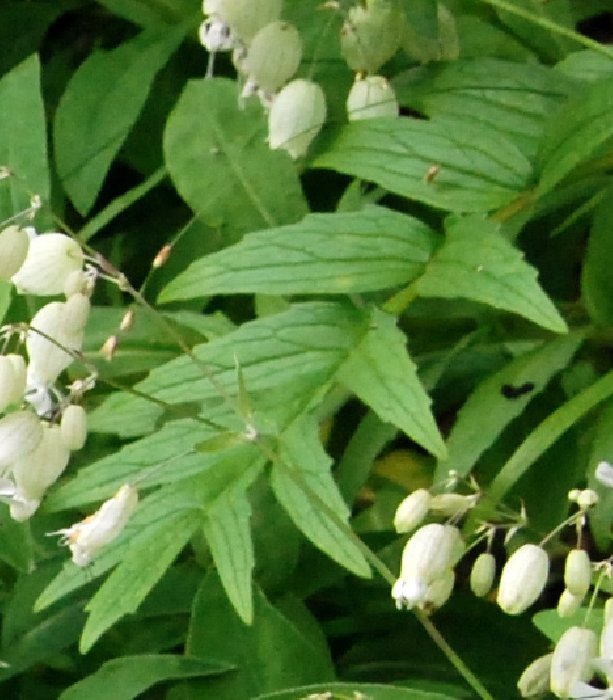  Silne vulgaire  la fleur 