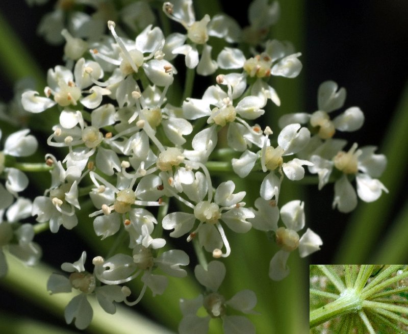   Anglique sylvestre  vue de la fleur 