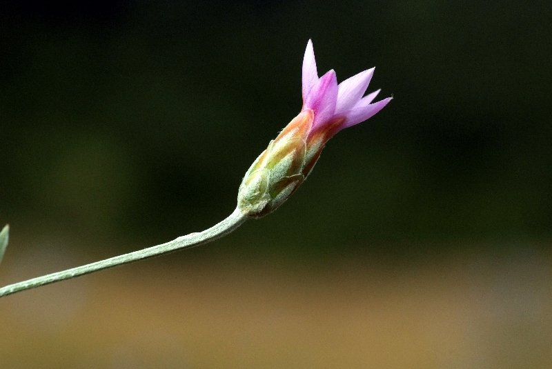  Immortelle cylindrique  photo 