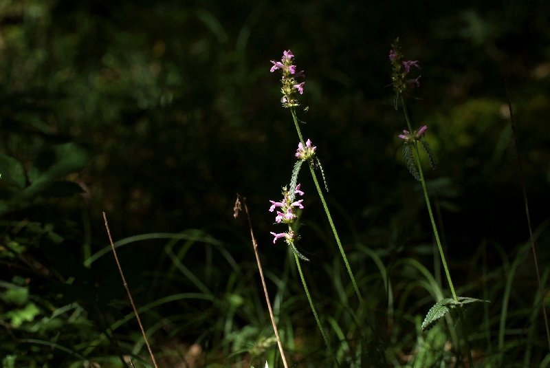  Epiaire officinale  vue gnrale 