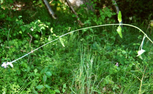  Epiaire officinale  la fleur 