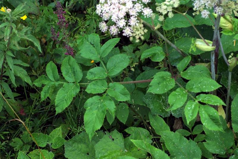   Anglique sylvestre  la fleur 
