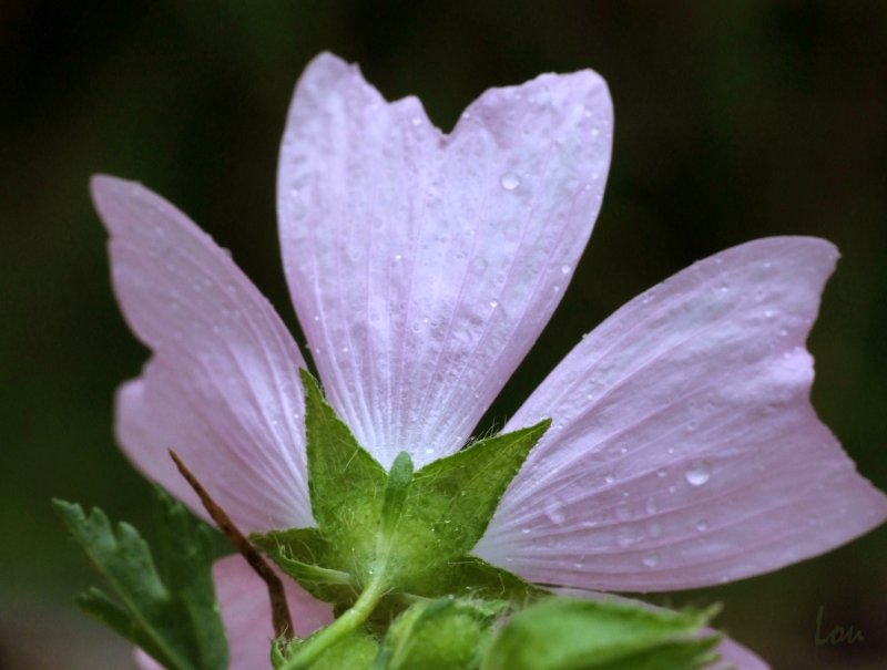   Mauve musque  la fleur 
