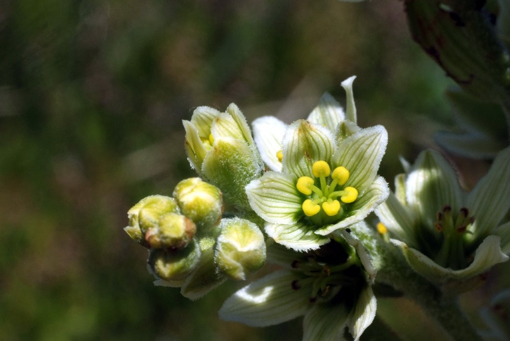  Vrtre blanc  vue de la fleur 