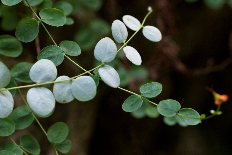   Millepertuis nummulaire  la fleur 