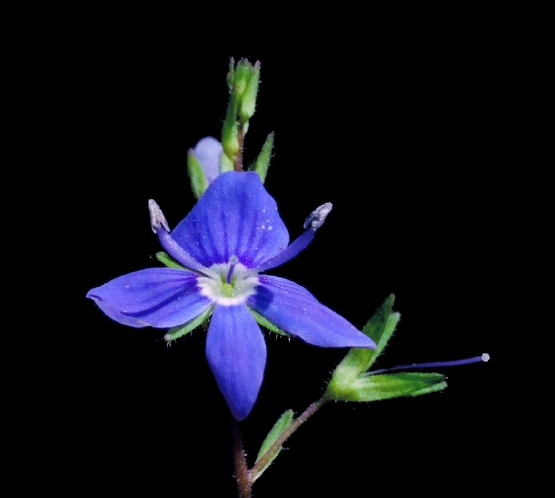   Vronique petit chne  vue de la fleur 
