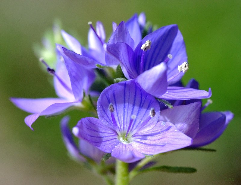  Vronique germandre  vue de la fleur 