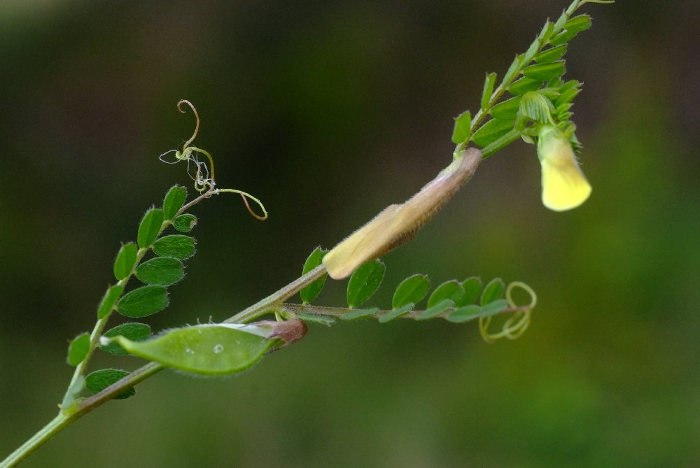   Vesce jaune  photo 