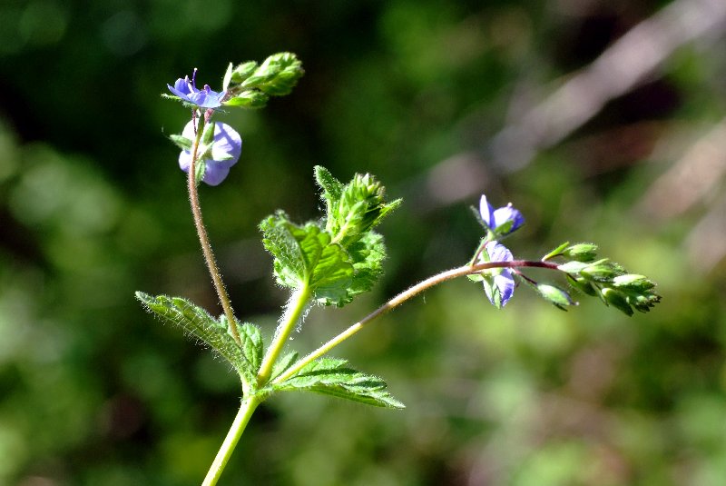   Vronique petit chne  la fleur 