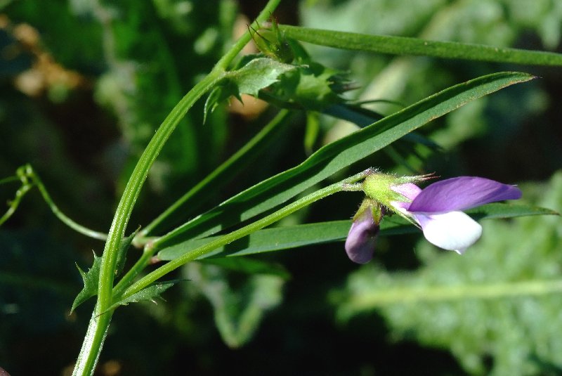   Gesse hrisse  la fleur 