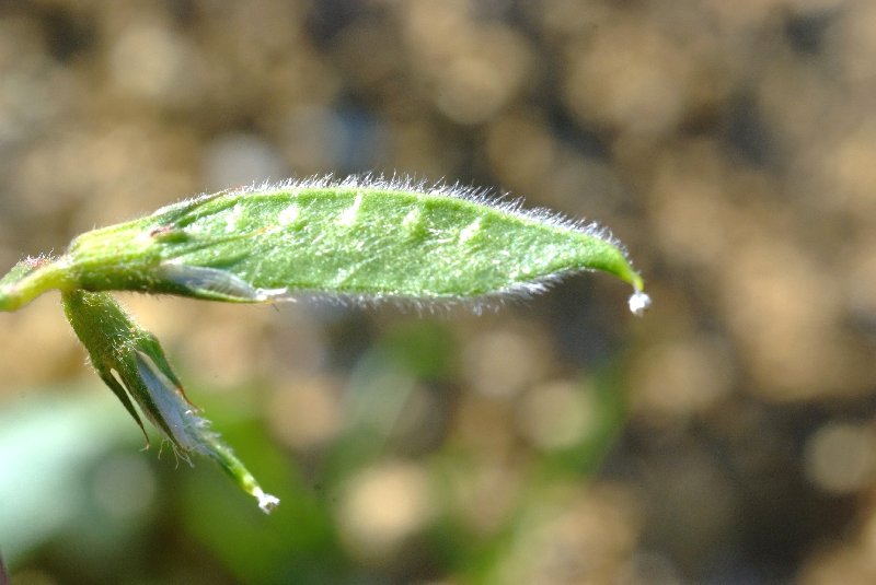   Gesse hrisse  les feuilles 