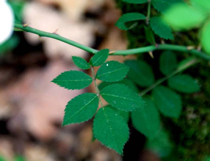  Rosier toujours vert  les feuilles 