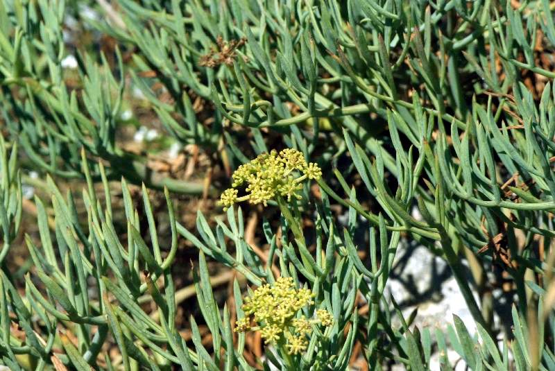  Criste marine  la fleur 