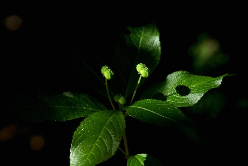  Mercuriale prenne  les feuilles 