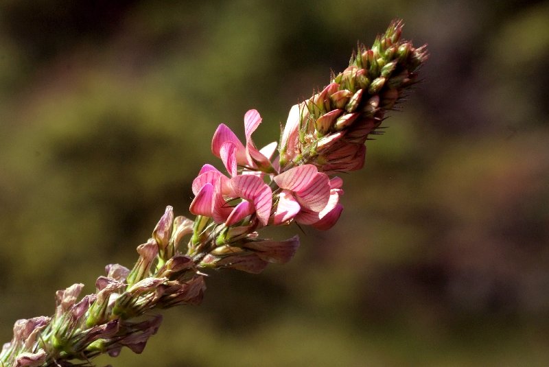   Sainfoin couch  vue de la fleur 