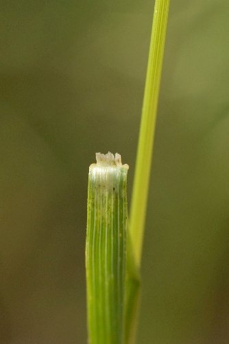   Brome dress  photo 