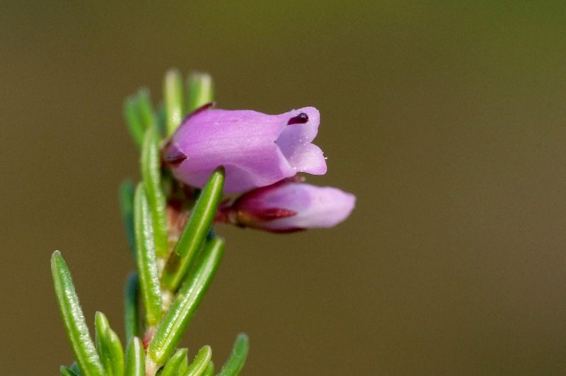  Bruyre cendre  vue de la fleur 