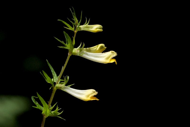  Mlampyre des prs  vue de la fleur 