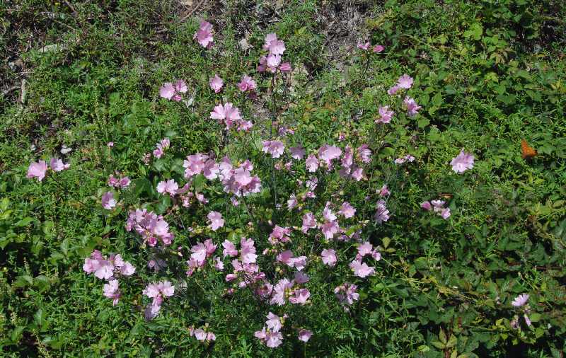   Mauve musque  vue gnrale 