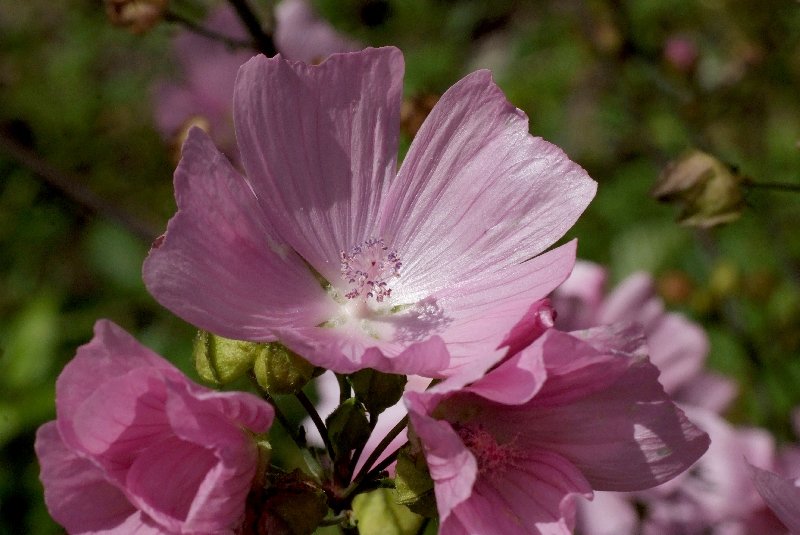   Mauve musque  vue de la fleur 