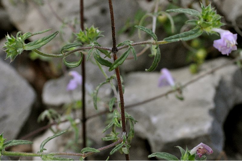  Galopsis  feuilles troites  les feuilles 